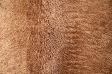Kısa bej yığını ya da doğal kürk desenli doğal yumuşak tekstil. Sade hayvan kürklü arka plan, peluş ya da tüylü, yumuşak yüzey. Dokulu arkaplan kavramı.
