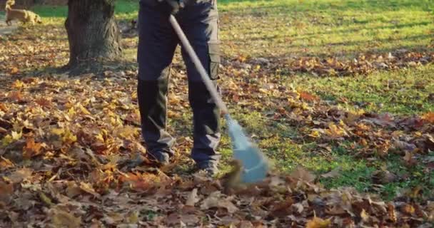 Caucasian Janitor Working Uniform Gloves Raking Dry Fall Foliage City — Stock Video
