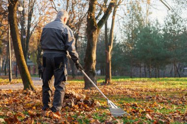 Sonbaharda dökülen yaprakları toplamak için büyük tırmık kullanan tanınmamış belediye çalışanı. Şehir parkında yaprakları tırmıklayan üniformalı gri saçlı bir adam. Mevsimlik iş kavramı.
