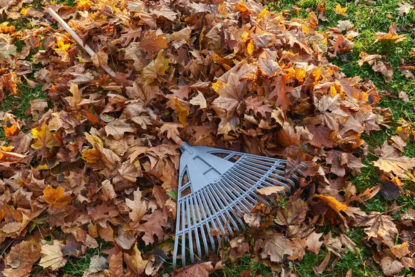 Plastik yelpaze, sonbahar mevsiminde kuru altın yaprakları tırmıklıyor. Güneşli bir sabahta tırmıkla tırmıkla tırmıkla tırmıkla parkın çimlerine bakan yaprakların manzarası. Mevsimlik iş, rutin, sonbahar konsepti.