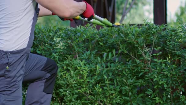 Trabalhador Robusto Cortando Arbustos Madeira Caixa Com Cortadores Sebes Livre — Vídeo de Stock