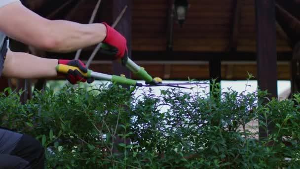 Trabalhador Forte Cuidando Plantas Verdes Cortadores Sebes Quintal Close Jardineiro — Vídeo de Stock