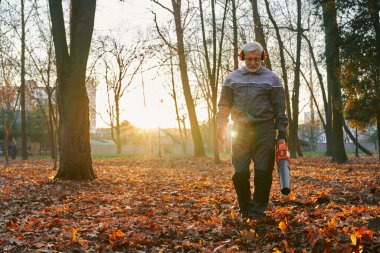 Kendine güvenen temizlikçi, güz mevsiminde düşen yaprakları çimlerden temizler. Kıdemli yakışıklı belediye çalışanının güneşli bir sabahta kuru yaprakları kullanmasının düşük açılı görüntüsü. Mevsimlik iş kavramı.