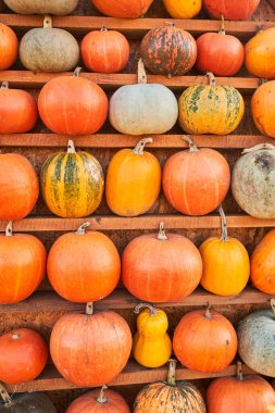 Dışarıdaki raflarda duran bir sürü balkabağı. Hasat mevsiminde yatay ahşap raflara yerleştirilmiş sarı ve turuncu balkabaklarının ön görüntüsü. Hasat, yiyecek, sebze kavramı.