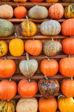 Güneşli bir sonbahar gününde raflarda bir sürü olgun balkabağı var. Hasat mevsiminde yatay ahşap raflara yerleştirilmiş sarı ve turuncu balkabaklarının ön görüntüsü. Hasat, yiyecek, sebze kavramı.