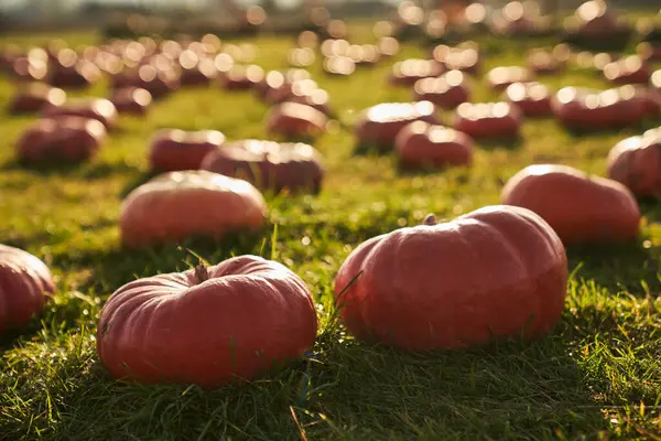 Labu Matang Besar Pumpkin Patch Dikelilingi Oleh Banyak Labu Hari — Stok Foto