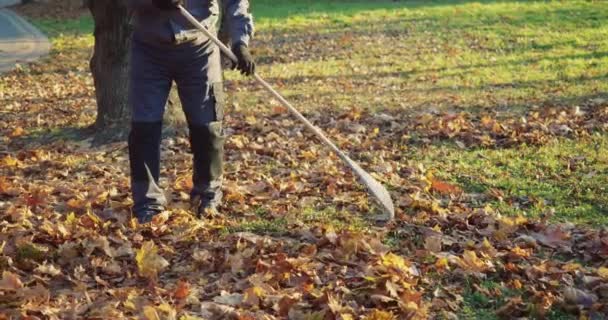 Close Male Janitor Uniform Gloves Using Gardening Rake Removing Dry — Stock Video