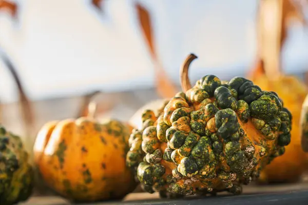 Weird warty yellow pumpkin perfect for Halloween party. Close up view of small pimpled pumpkins with shaped skin resting on table outdoors, during harvesting. Concept of harvest, Halloween.