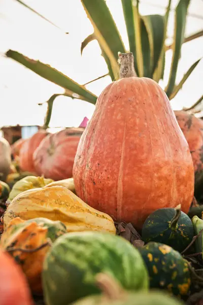 Orange Pear Shaped Pumpkin Placed Top Other Pumpkins Market Place Royalty Free Stock Images