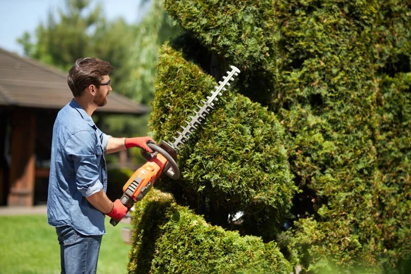Skillful Male Landscaper Shaping Geometric Ornament Hedge Trimmer Topiary Park Royalty Free Stock Photos