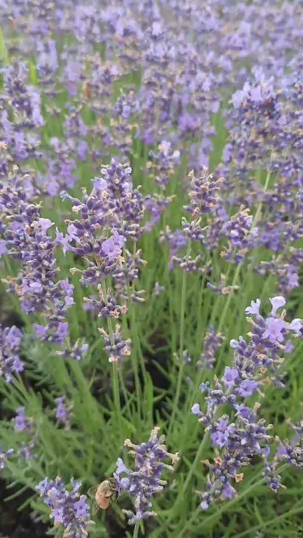 Levandulové Květiny Včely — Stock video
