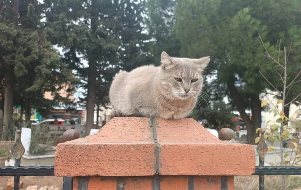 Gato Animal Tekir Pofuduk — Foto de Stock