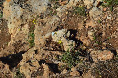 Salento kayalıklarında çimlerin üzerinde kelebek