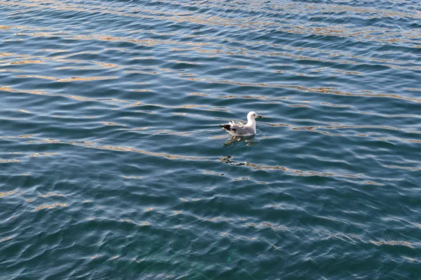 Beauty Seagulls Port Gallipoli Puglia Background City — Stock Photo, Image