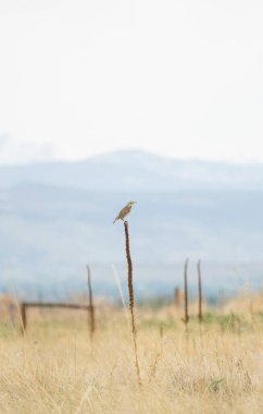 Meadowlark bitki üzerinde tünemiş