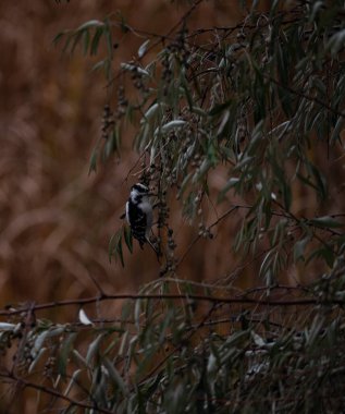 Downy ağaçkakan böğürtlenlere yapışmış