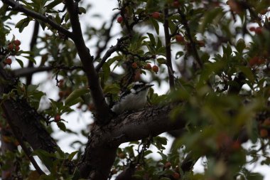 Downy ağaçkakan ağaçta yiyecek arıyor.