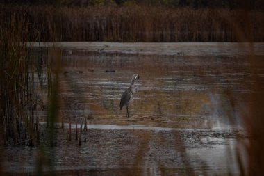 Büyük mavi balıkçıl bataklıkta süzülüyor