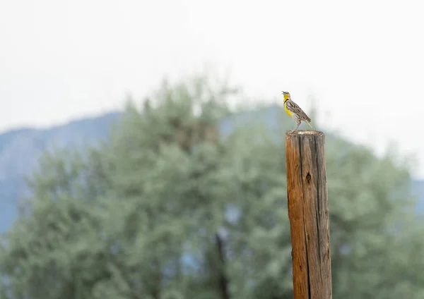 Meadowlark Sing Post — стоковое фото