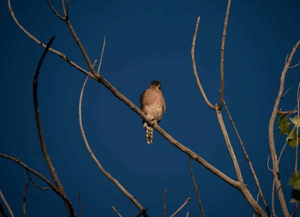 stock image Cooper's hawk in the morning sun