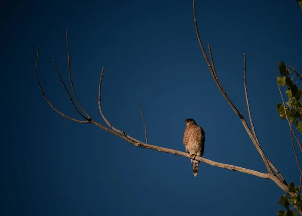 Cooper Hawk Sedí Větvi Stromu Ozářený Východem Slunce — Stock fotografie