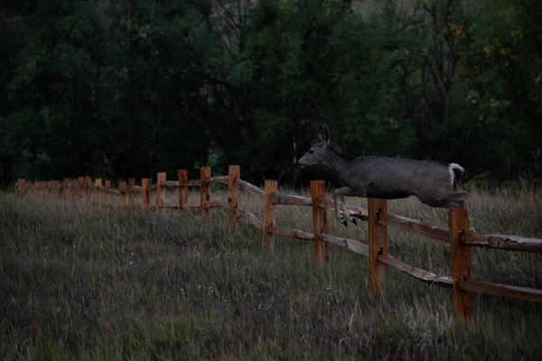 柵の上を飛び回る鹿の姿 — ストック写真