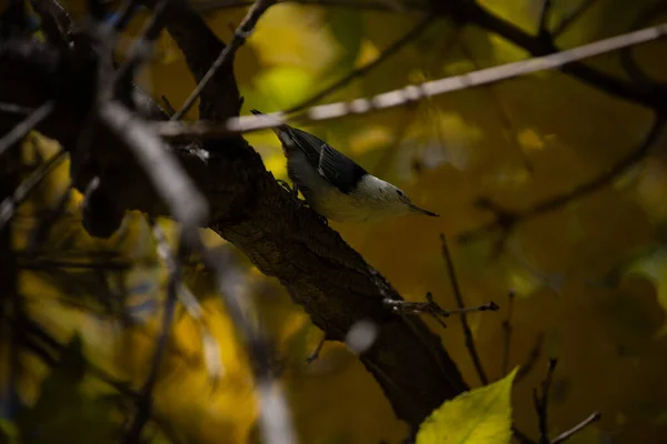 Белогрудый Нутч Фоне Осеннего Листа — стоковое фото