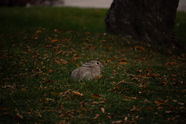 Кролик Лежить Траві — стокове фото