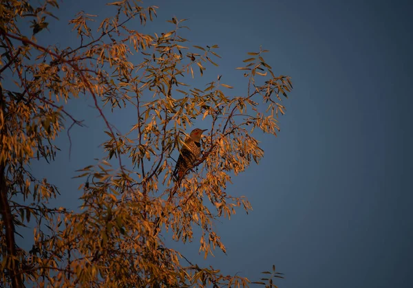 秋の日の出を楽しむ北のフリッカー — ストック写真