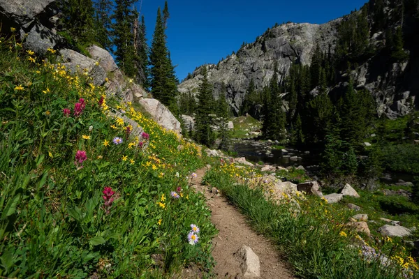 Flores Silvestres Sendero Golpeado Montana — Foto de Stock