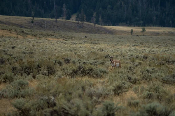 Antilope Dwalen Een Weide Yellowstone National Park — Stockfoto