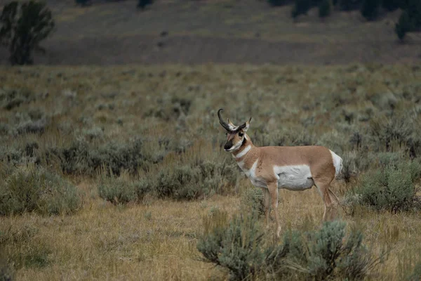 Antilope Lamar Valley Van Yellowstone National Park — Stockfoto