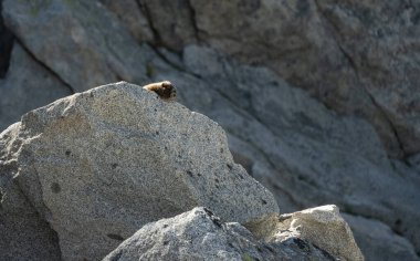 Marmot granit bir kayanın üzerinden bakıyor.