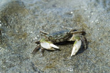 Washington sahilinde küçük bir yengeç