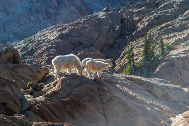 Altın ışıkta dağ keçileri 