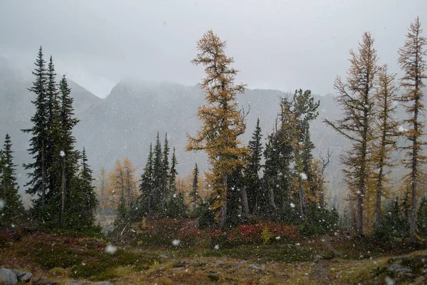 stock image Snow falling in the fall in the Alpine lakes wilderness