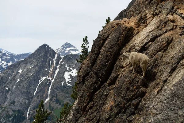 stock image Mountain goats scrambling up a cliffside