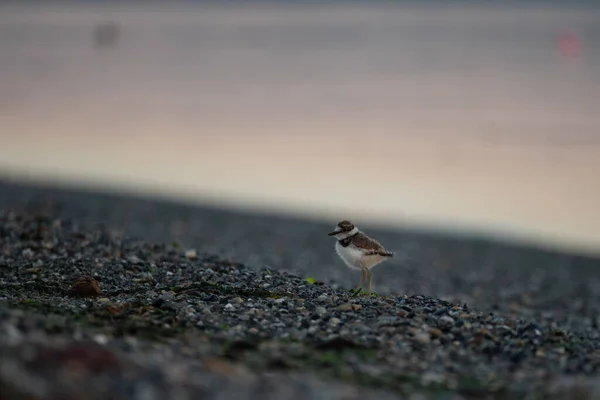 Пташеня Кілдер Прогулюється Пляжі Вранці — стокове фото