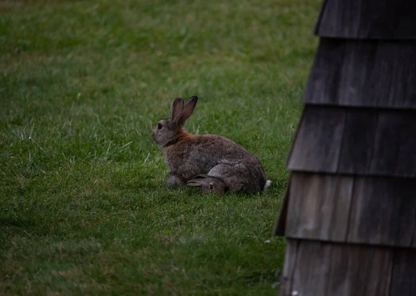 ウサギを守る母ウサギ — ストック写真