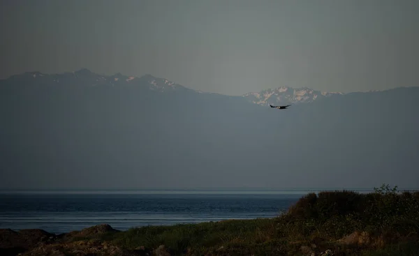 Bald eagle soaring on the Washington coast