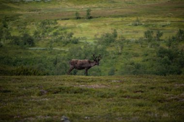 İsveç 'te yemyeşil bir çayırda bir ren geyiği.
