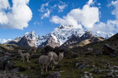 Ausangate Trek 'te ilginç lama