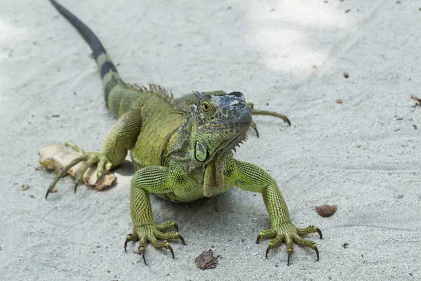 San Andres, Kolombiya 'da iguana portresi