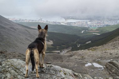 Bir köpek Arjantin 'deki Ushuaia şehrini araştırıyor.