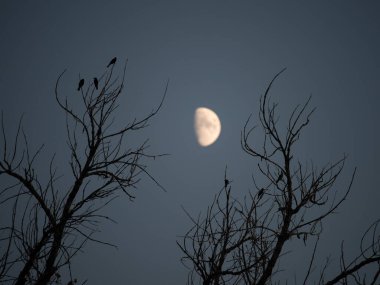 Sığırcıklar ağaç dallarına tünemiş.