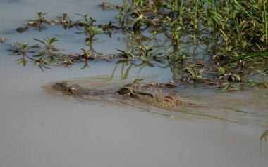 Köstebek Ulusal Parkı 'nda yüzen timsah.
