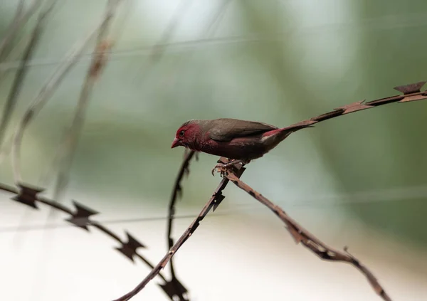 Bar-breasted firefinch on barbed wire in Tamale, Ghana