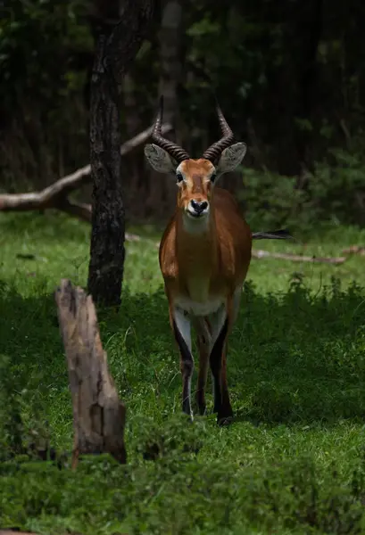 Antilope Kob Nel Parco Nazionale Della Talpa Ghana — Foto Stock