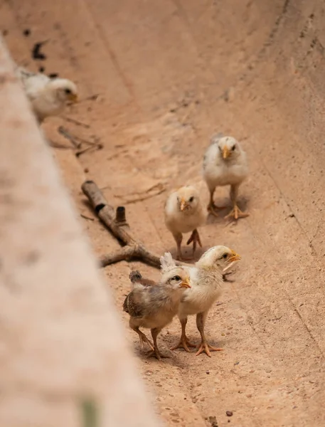 Chickens running down a ditch in the Mognori Eco Village