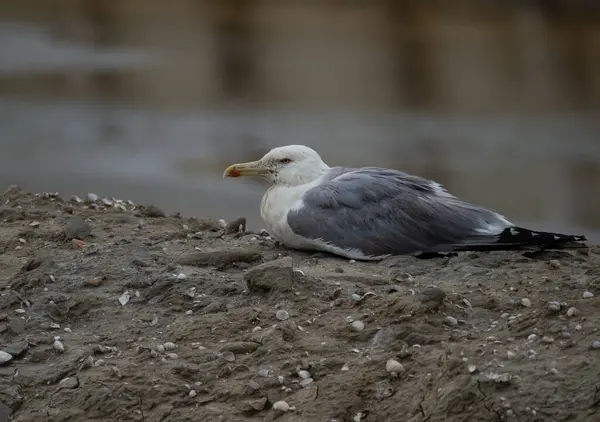 Slovenya, Piran 'da bir plajda oturan martı